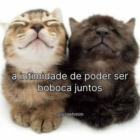 acervobichinho's tweet photo. https://t.co/bdP9b2GlGj