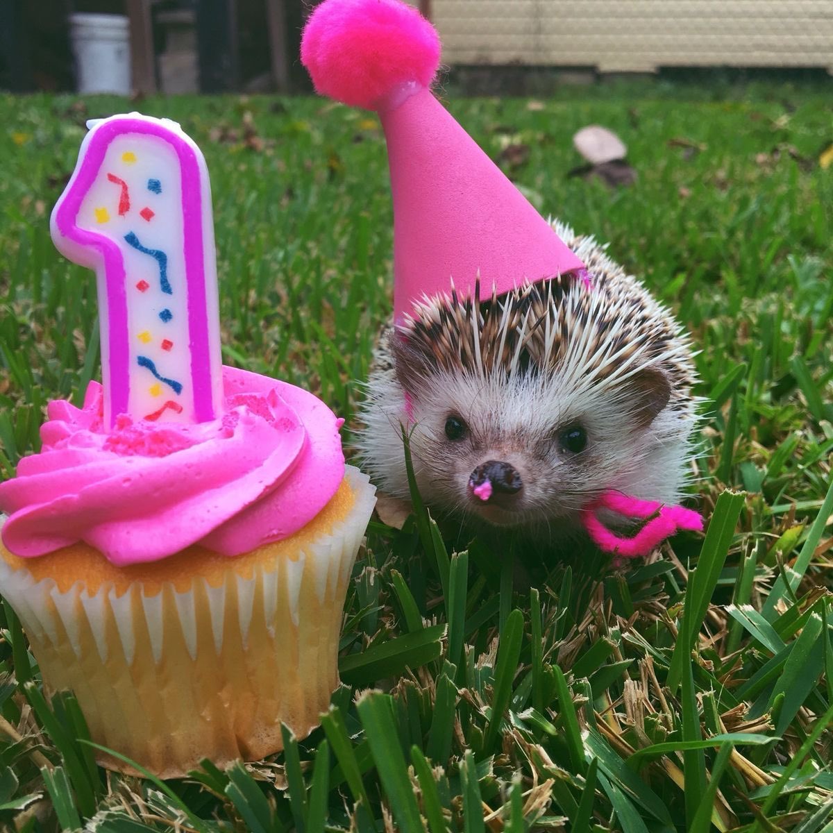 guiIhotista's tweet photo. ͏ ͏͏ ͏ ͏ ͏
birthday  girl.  🤲 *  everybody  say  happy  birthday  right  now. 
 ͏ ͏ ͏͏ ͏ https://t.co/4zjprVRAFm