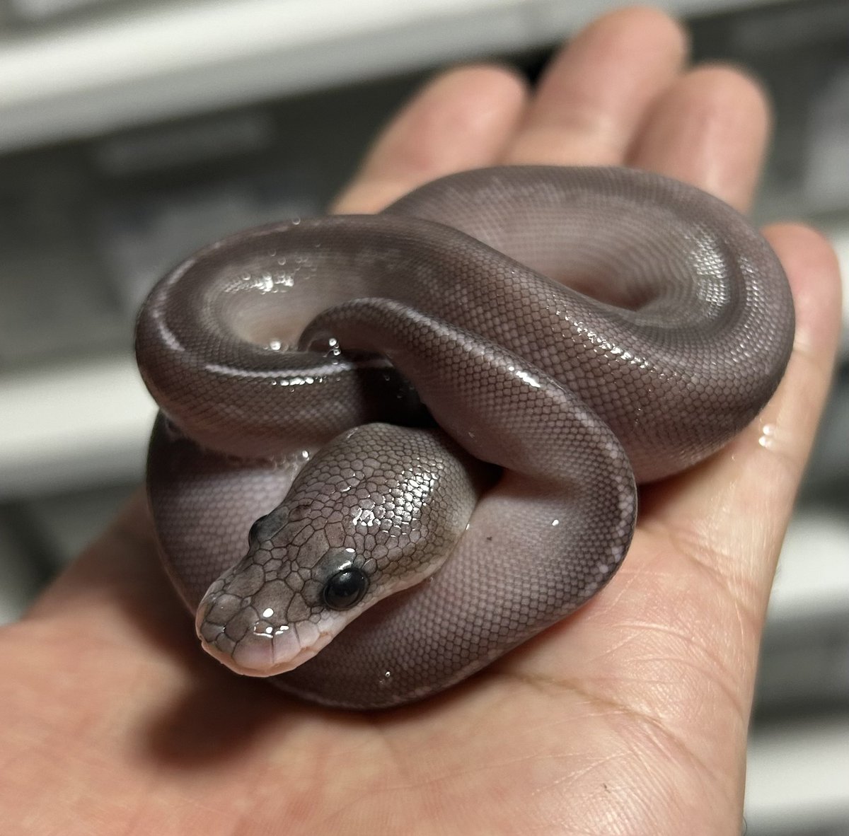 geeksballpython's tweet photo. ﾊｯﾁｱｳﾄ🫶

#2026ﾌﾞﾘｰﾄﾞ
#ｷﾞｰｸｽCB https://t.co/eo3l8q9dLV