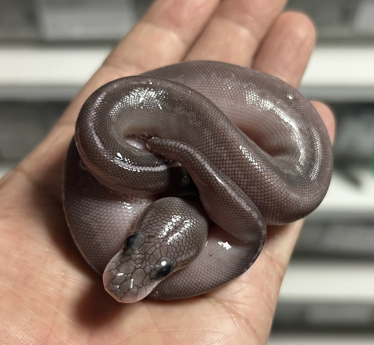 geeksballpython's tweet photo. ﾊｯﾁｱｳﾄ🫶

#2026ﾌﾞﾘｰﾄﾞ
#ｷﾞｰｸｽCB https://t.co/eo3l8q9dLV