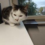 Photo by Tailcat, Axel, Thijs en Gijs (@Tailcat2)