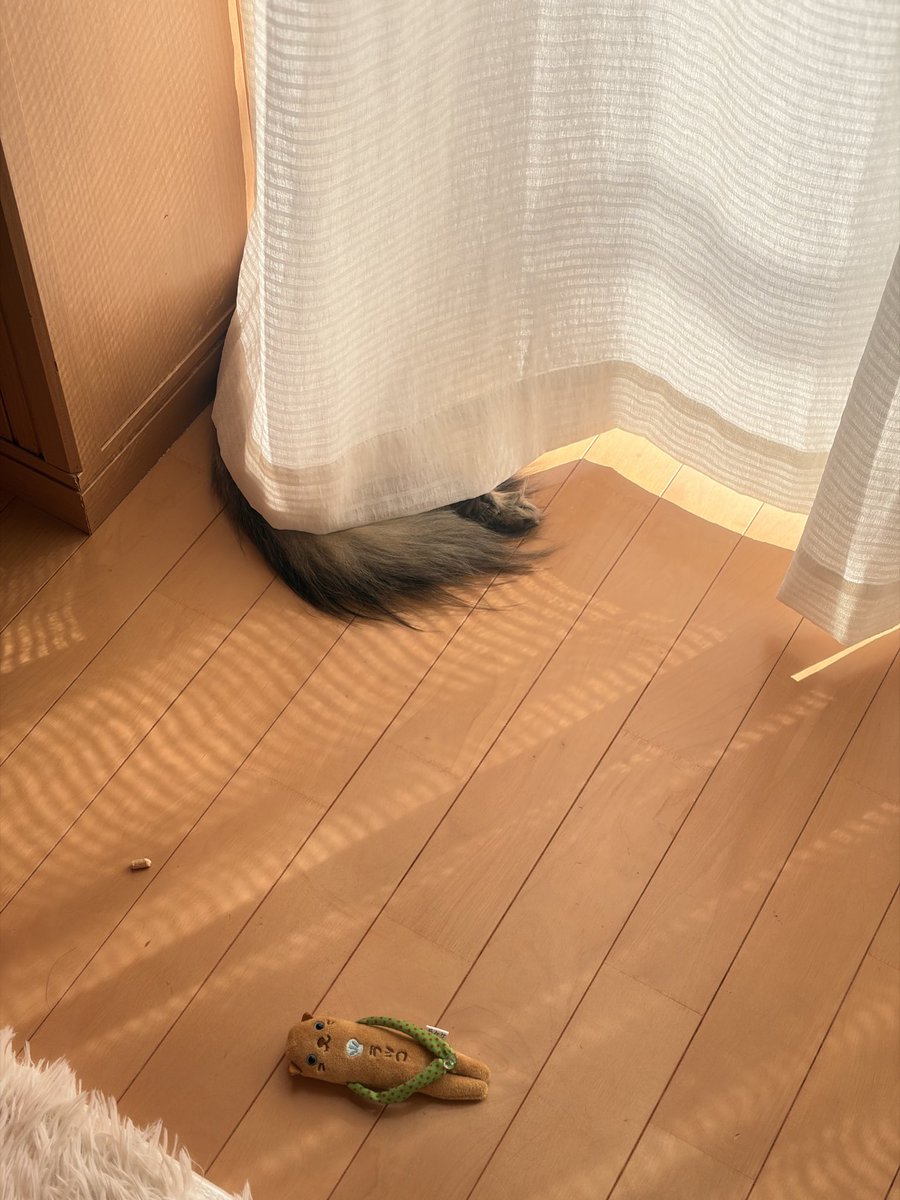 coco823721's tweet photo. 落ちてるぬいぐるみと猫砂と猫。
ウチの日常。

良い一日を。 https://t.co/W23MzcX5rY