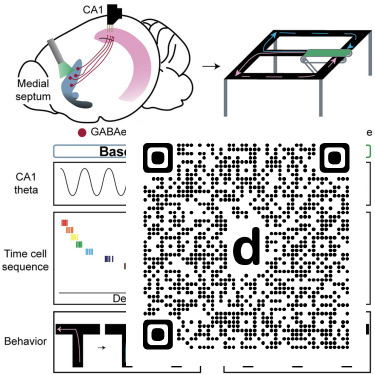 CellReports's tweet photo. Optogenetic reduction of theta oscillations induces remapping of time cells without memory impairment dlvr.​it/TW13w0 https://t.co/W3m2uGmxXP