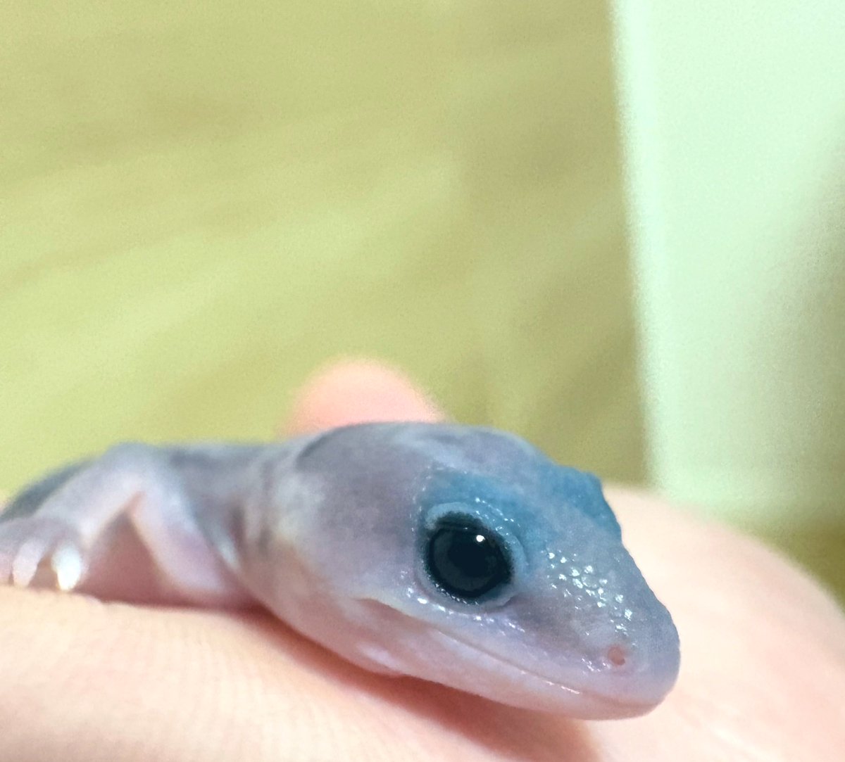 squid_prox's tweet photo. うまれたて
OPhG66%C

溢れそうな瞳🥹
#ニシアフ https://t.co/tI6WPJfDZT