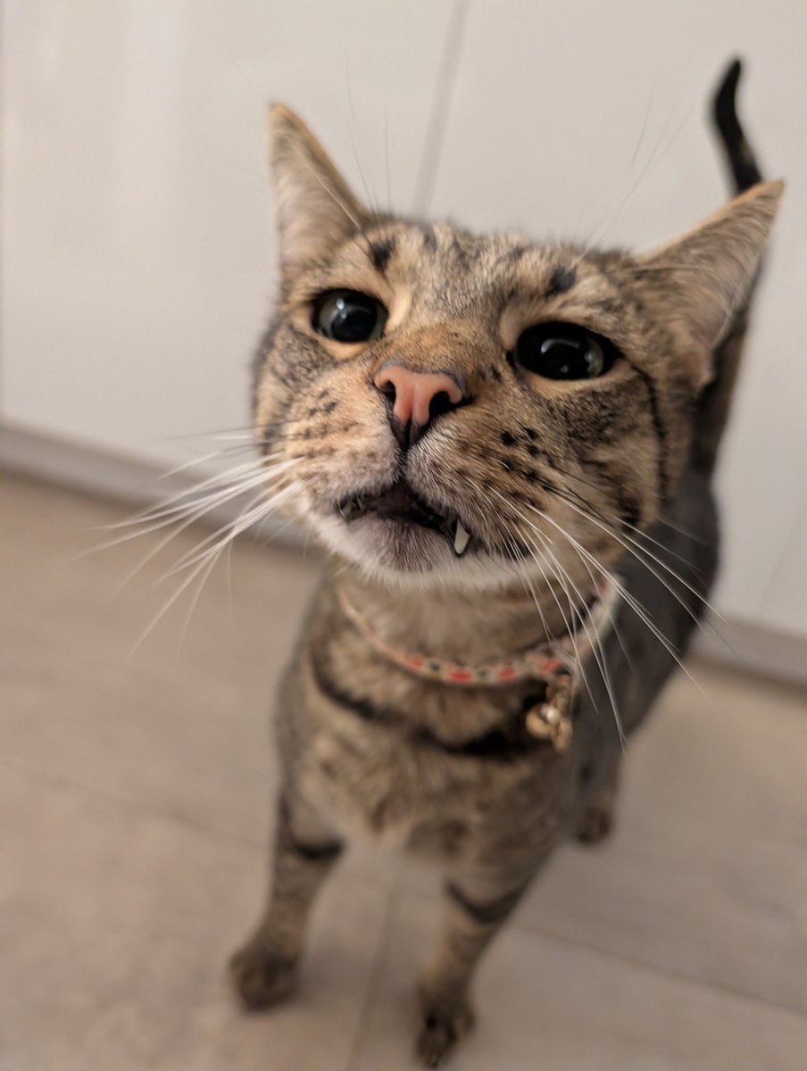 kittiibean's tweet photo. was taking a pic of my cat to show off his new collar and LOOK AT HIM. HIS TOOF https://t.co/E2DB562HmW