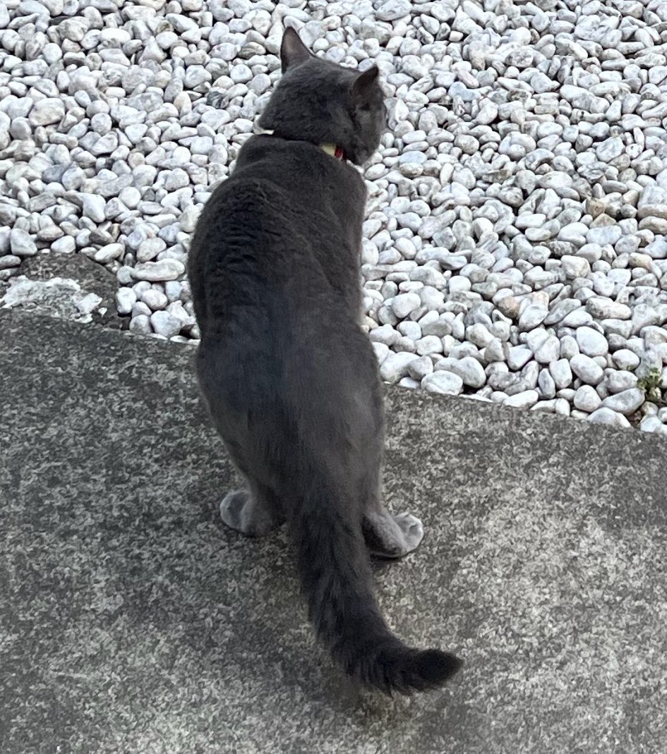 ComeBackAME's tweet photo. 【探しています】2026/10/17〜行方不明
#熊谷市 #迷い猫 #猫 #拡散RP希望 
普段は外に出ても庭と周辺を見回りして1時間〜数時間で帰ってくるのですが、帰ってきません。
グレー一色、メス、避妊済。
体長50cmくらい。尻尾も長くて30cmくらい。
白と水色の縞の首輪。(外れてるかも)鈴は付いてません。 https://t.co/HKKyVKeI2A