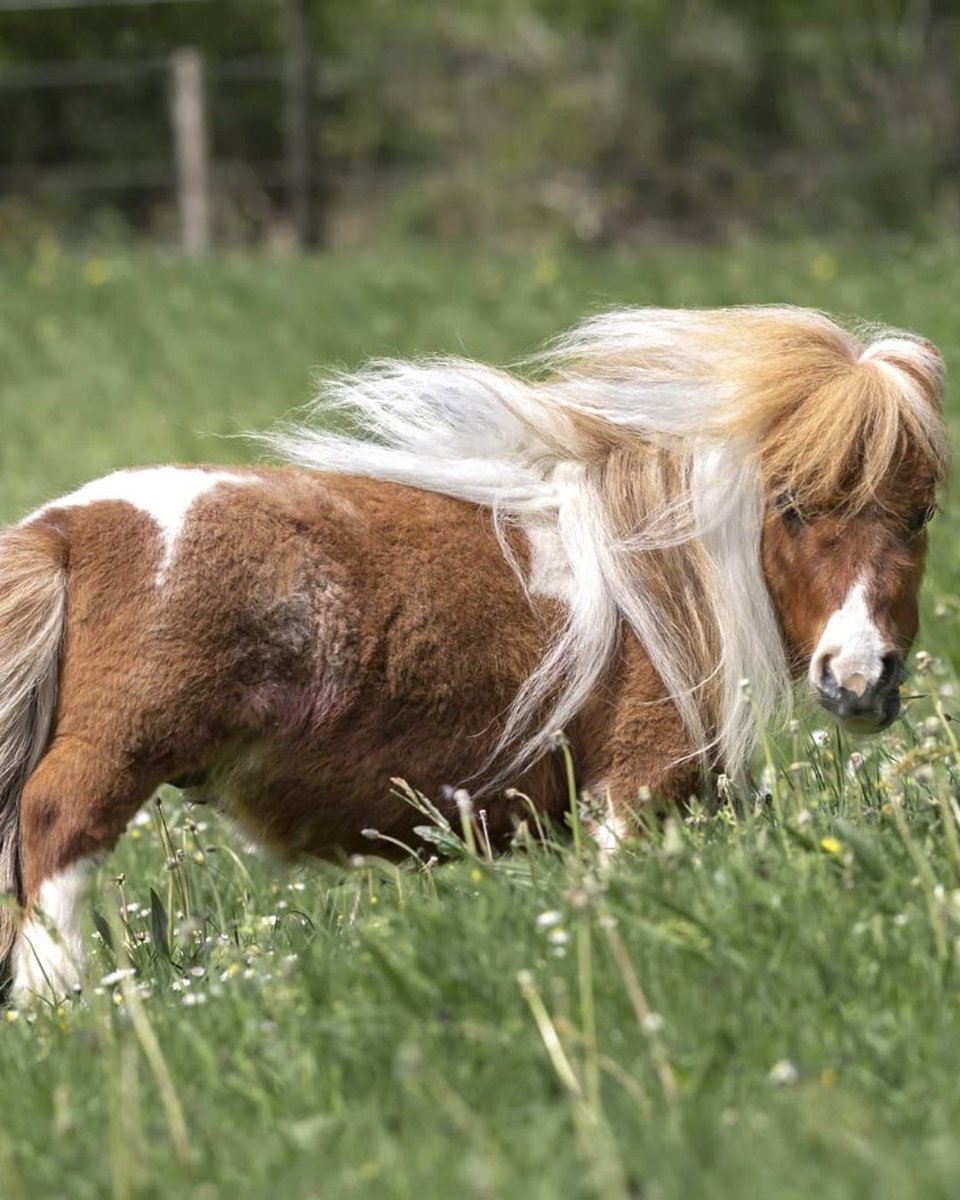 Complex's tweet photo. Meet Pumuckel, the shortest horse in the world.

[📸: @pumuckel_w ] https://t.co/wpQdPYTfj9