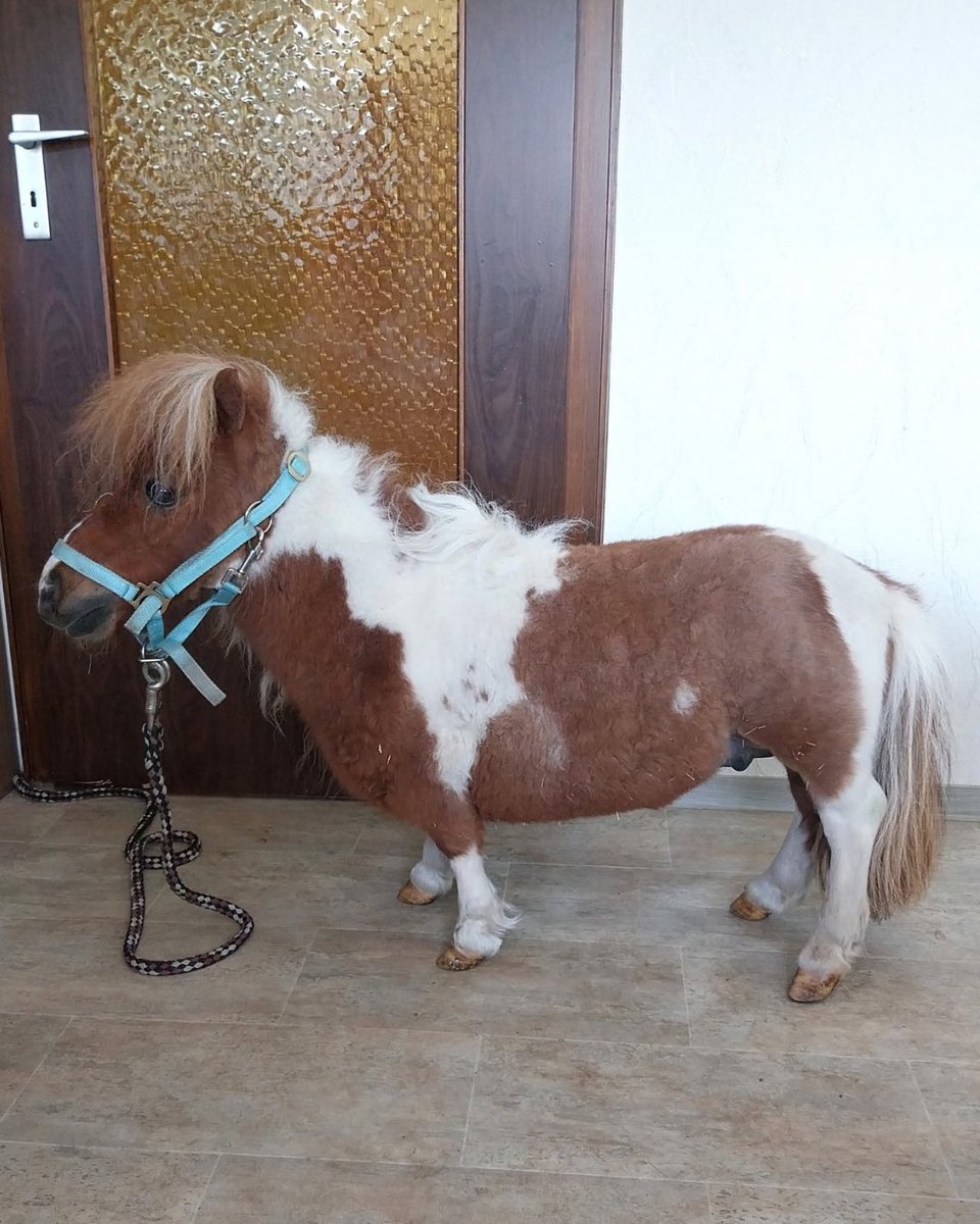 Complex's tweet photo. Meet Pumuckel, the shortest horse in the world.

[📸: @pumuckel_w ] https://t.co/wpQdPYTfj9