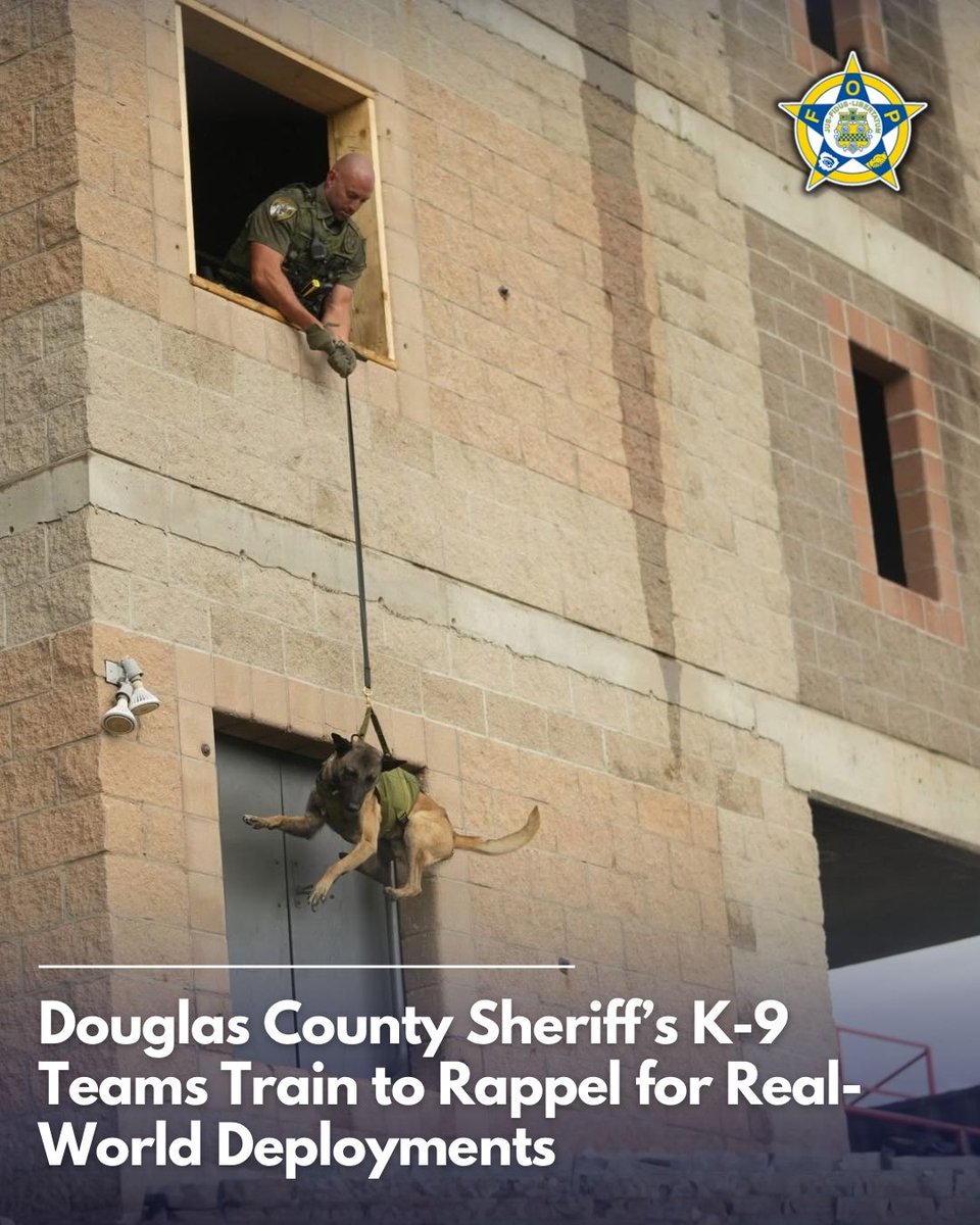 GLFOP's tweet photo. K-9 rappelling? Yes, it’s a thing.

Douglas County Sheriff’s Office K-9 teams train for situations that go far beyond the ordinary, including rappelling. This specialized training has proven valuable time and time again during real-world deployments, helping prepare these teams for challenging situations where standard approaches may not be an option.

Behind every successful deployment is a team putting in the work long before the call comes in.

Great work by the Douglas County K-9 teams for staying prepared.

📸 Douglas County Sheriff’s Office
Used for informational purposes.

#LawEnforcement #K9 #K9Training #PoliceWork #FOP