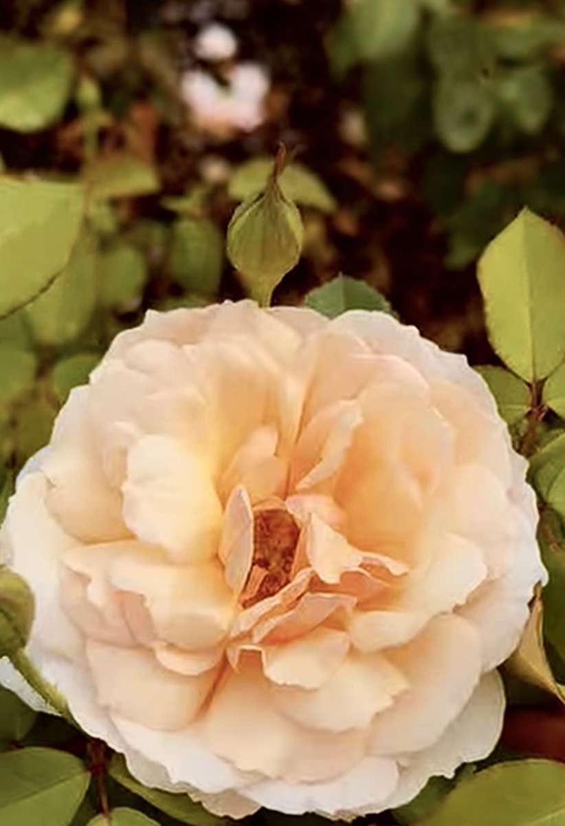MaruME1111's tweet photo. ☕️Wishing u a good evening 🌙 
   🍃🍂#RoseWednesday 🍃🍂
…When a response or msg seems strange, before misinterpreting it &amp; making a mistake, say u don’t understand or ask what the person really meant. They may have expressed themselves poorly, or u may have misunderstood them. https://t.co/8m7JuSBa9V