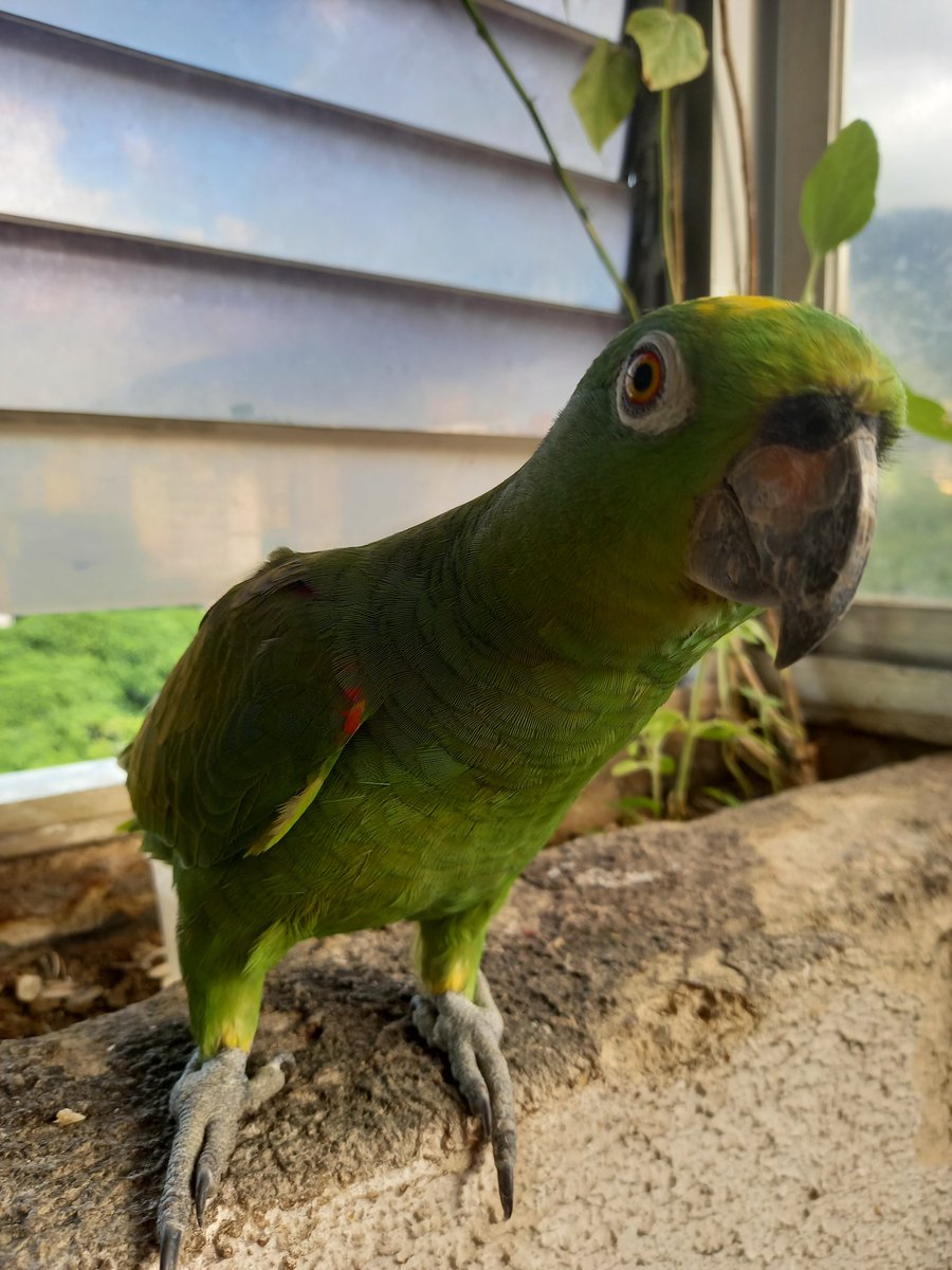 karelisjvc's tweet photo. 🌲🦜Relato Loros~Guaquis🦜🌲
Mié, 21 de oct.🎬
🌻La mañana:
🪶Me encontraba levantada aunque con una migraña fastidiosa, escucho un ruido y por esquina esperaba un verdecito, entra x la lateral💚😃
🦜Trébol 🍀
⤵️ 1
#video #parrot #photo #pictures #pics #fotos #21oct #love https://t.co/4b1TVKqZpy