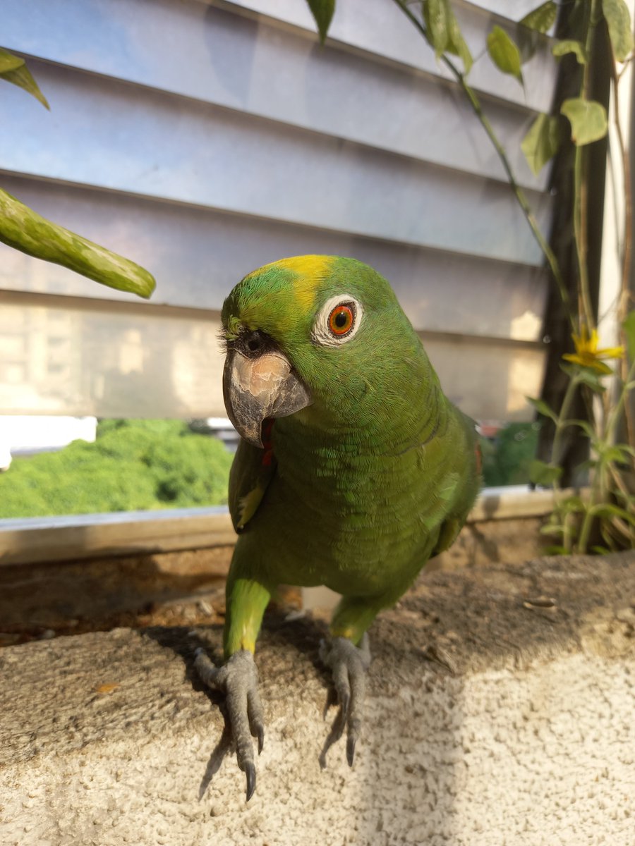 karelisjvc's tweet photo. 🪶Más de ellos, de los pequeñines verdes consentidos...😃💚
📸
1y2: Trébol 🍀
3y4: Dólar 💲
⤵️ 3
#parrot #photo #photographyisart #pictures #pics #animalLovers #21oct #fotos #loro #photographie #style #funny https://t.co/KnYDS9PXAn