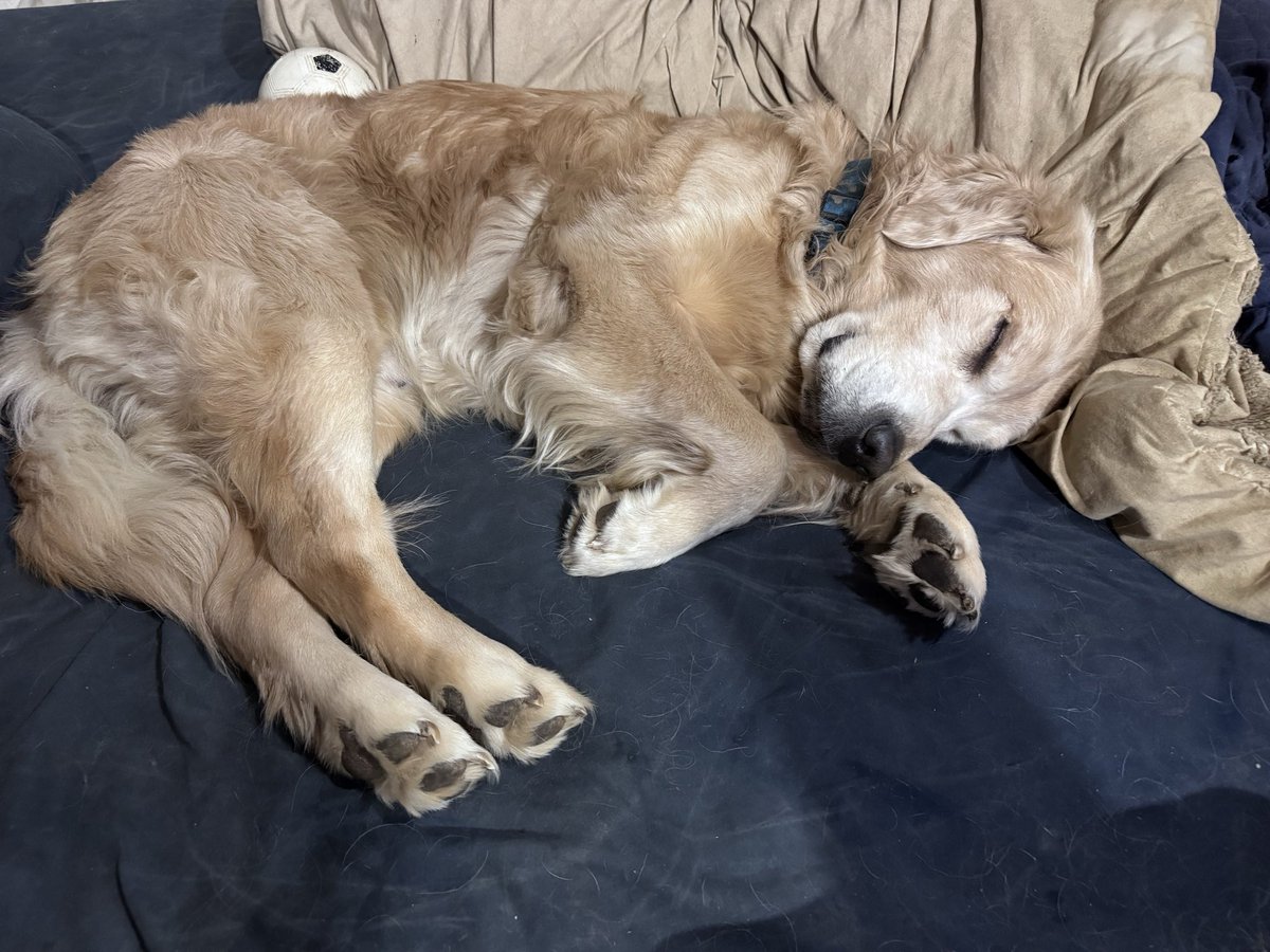 Funkininterview's tweet photo. @IRSWCLOSE are you OK? here have a doggo picture, he eepy https://t.co/mSMZR18PMp