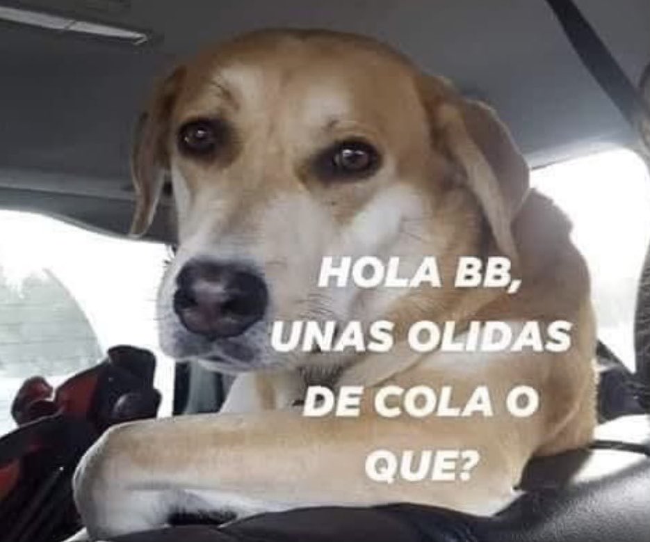ididntwannaBme's tweet photo. Mi crush: - Me gustan mucho los perritos.

Inmediatamente yop: https://t.co/eZqHqrwSNj