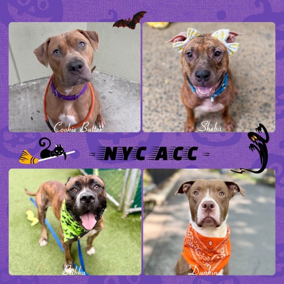 MoishesMom's tweet photo. NYCACC •   Kill   💉   Commands

4️⃣ Pups need 4️⃣ Loyal ♥️ Humans

If 🫵🏻 R 1️⃣ DM @notthesameone2 https://t.co/BjJV9fCOBM