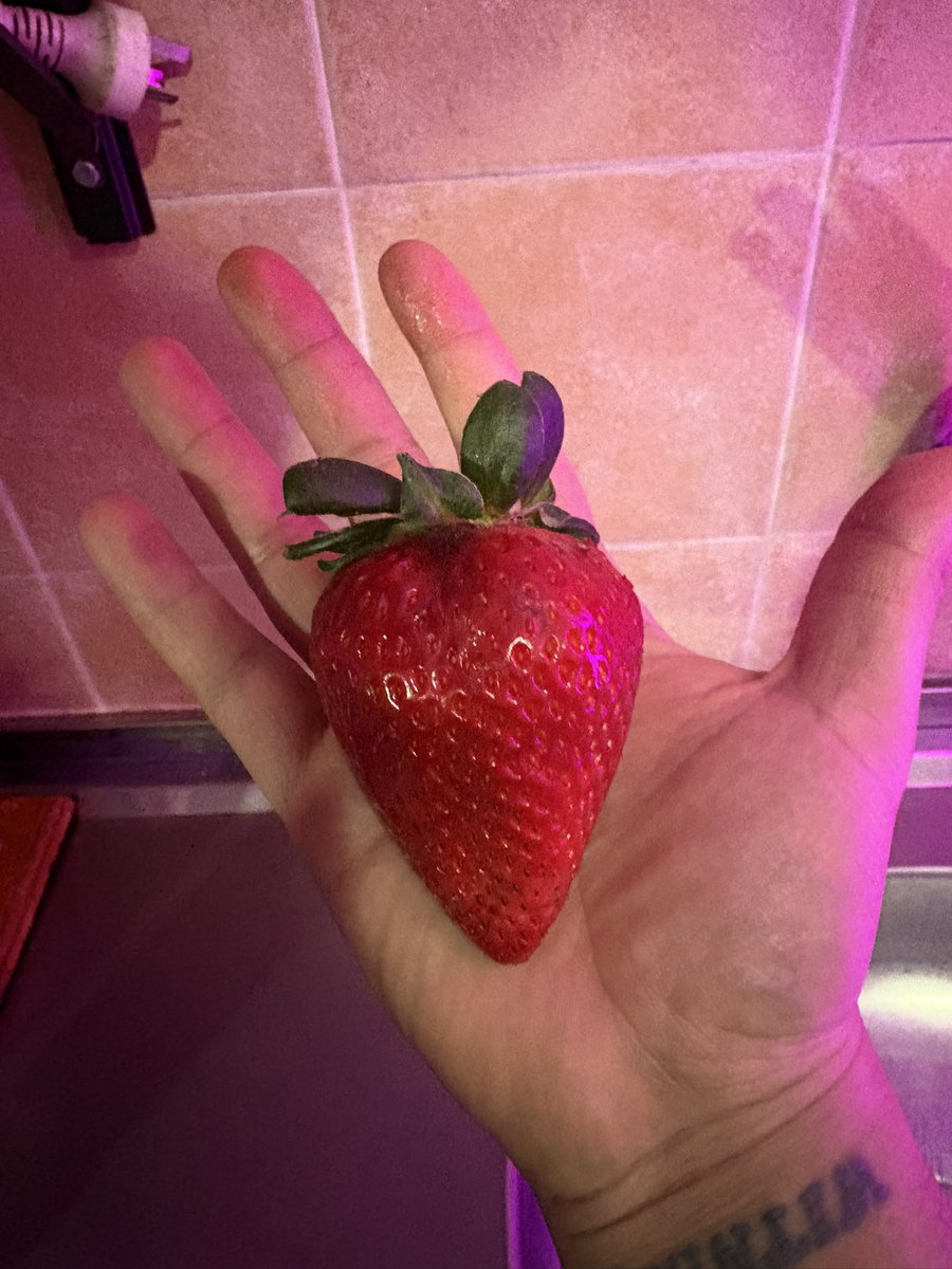 JEROSHKOV's tweet photo. Miren el tamaño de esta frutilla no sé si comerla o congelarla y usarla de plug https://t.co/64Lkhcs3kD