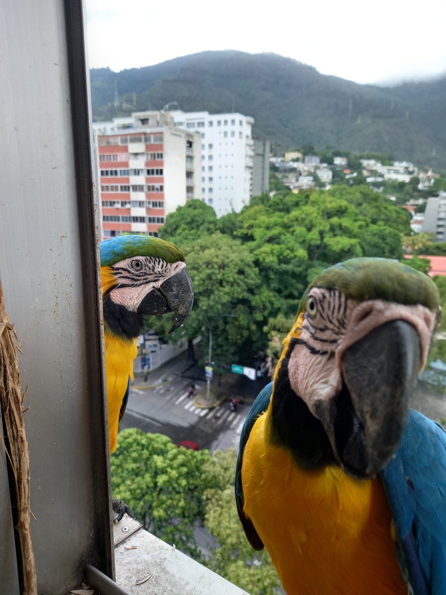 karelisjvc's tweet photo. 🪶Luego me recuesto un poco, pude dormir algo (la migraña me dejó)
🪶Escucho guaquis, ya mi mamá los atendía, eran🪐✨️
🦜Saturno y Lucero-📸 2y3
🪶Me cuenta q tenía ratito con ellos y luego llegan
🦜Maggio y conquista-📸 4
🪶Sigo con ellos
⤵️ 4
#pics #21oct #photo #macaw https://t.co/VtvrEgBbgF