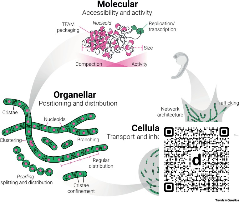 TrendsGenetics's tweet photo. Mitochondrial genome homeodynamics across scales dlvr.​it/TW14fb https://t.co/PPZsOniNnp