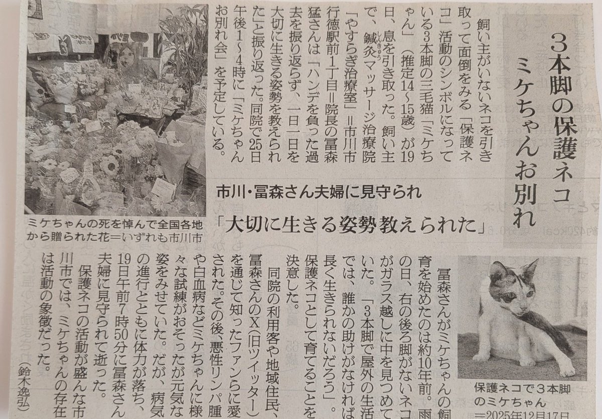 ojm52811's tweet photo. 朝日新聞にミケちゃんの記事が掲載されました。 https://t.co/6UrvfbIuHJ