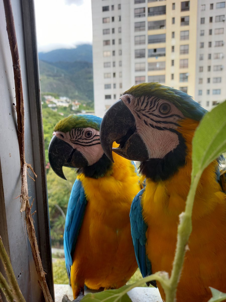 karelisjvc's tweet photo. 🌻Mediodía:
🪶Avisaban en su vuelo como ya es costumbre...🥰🥳
🦜Bart-📸 1 y conquista-📸 2
🌻La tarde:
🪶Dejo un espacio semiabierto en la ventana, y ahí juntitas avisaban🥰😅
🦜Dos trillizas-📸 3y4
⤵️ 5
#macaw #cute #photo #pictures #photographyisart #pics #21oct #loveit https://t.co/j0gmjItM0A