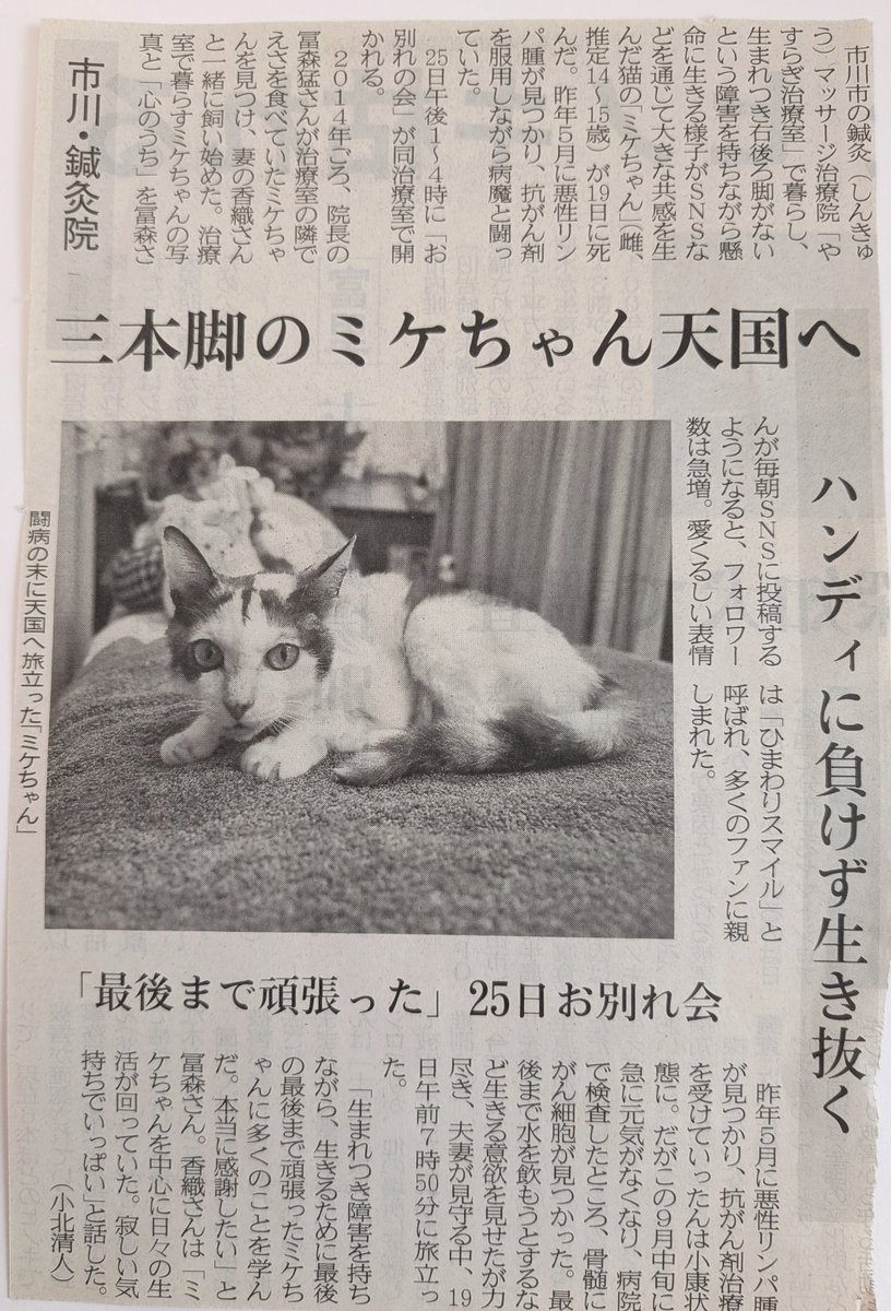 ojm52811's tweet photo. 千葉日報にミケちゃんの訃報記事が掲載されました。見て最後まで頑張りました。 https://t.co/2NtYyHaKOf