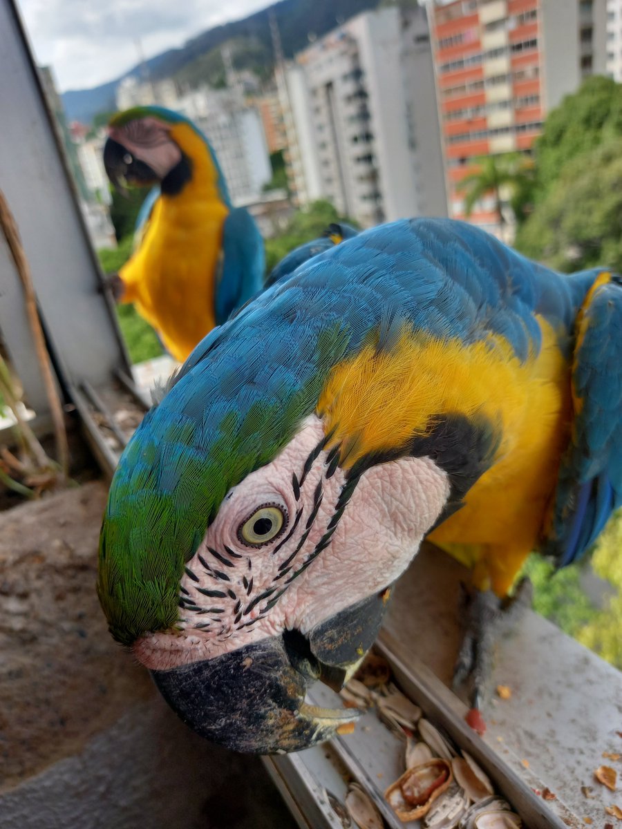 karelisjvc's tweet photo. 🪶Pausa para luego recibir a...😃♥️
🦜Piolín y Margarita
📸
1y3: Piolín
2: Margarita
⤵️ 6
#video #love #amor #macaw #photo #photographyisart #pictures #pics #fotos #animalLovers #landscape #photographie https://t.co/JvWigCSeuF
