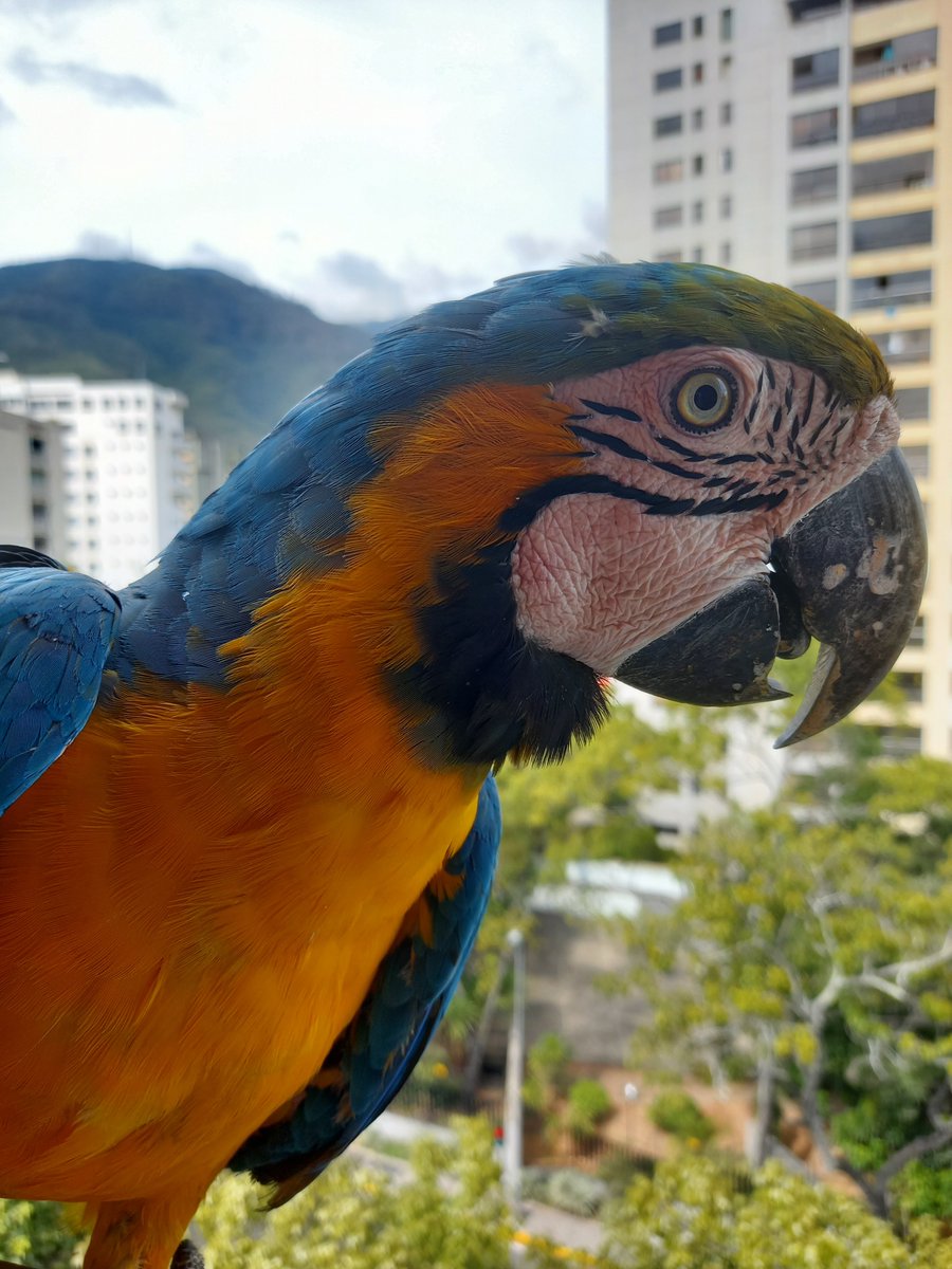 karelisjvc's tweet photo. 🪶Pausa para luego recibir a...😃♥️
🦜Piolín y Margarita
📸
1y3: Piolín
2: Margarita
⤵️ 6
#video #love #amor #macaw #photo #photographyisart #pictures #pics #fotos #animalLovers #landscape #photographie https://t.co/JvWigCSeuF