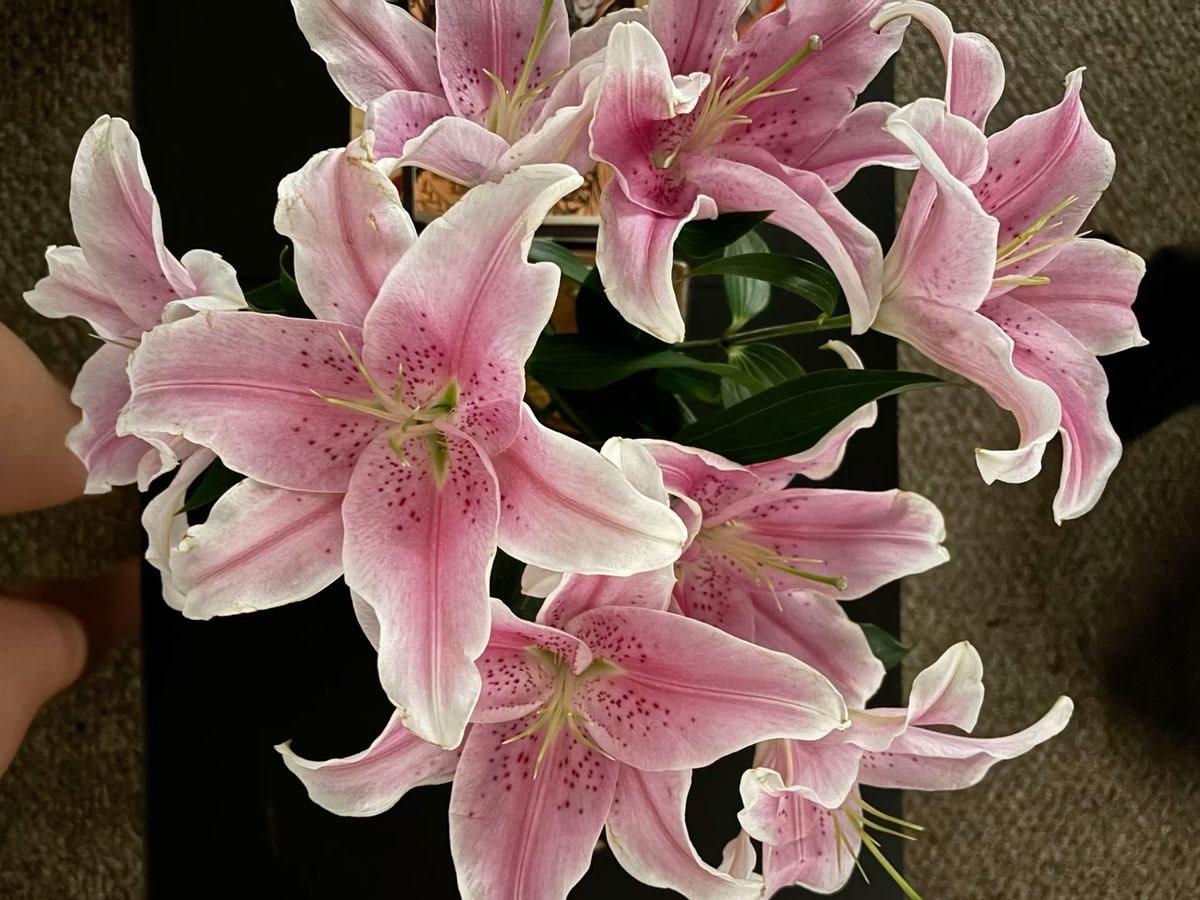 dreamyflowerrs's tweet photo. https://t.co/Q7oLOZLnjk