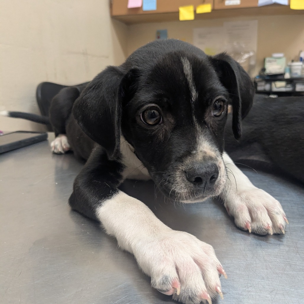 SaveBhamDogs's tweet photo. Hazel has waited 3 days at GBHS's Snow Drive shelter in Birmingham. She's an about 2-month-old black and white pit bull terrier pup, 10.8 lbs, found in Birmingham, and now up for adoption.

Meet her: https://t.co/FI0y1AXDq7

#BirminghamDogs #AdoptDontShop https://t.co/32LZ5YnBO6
