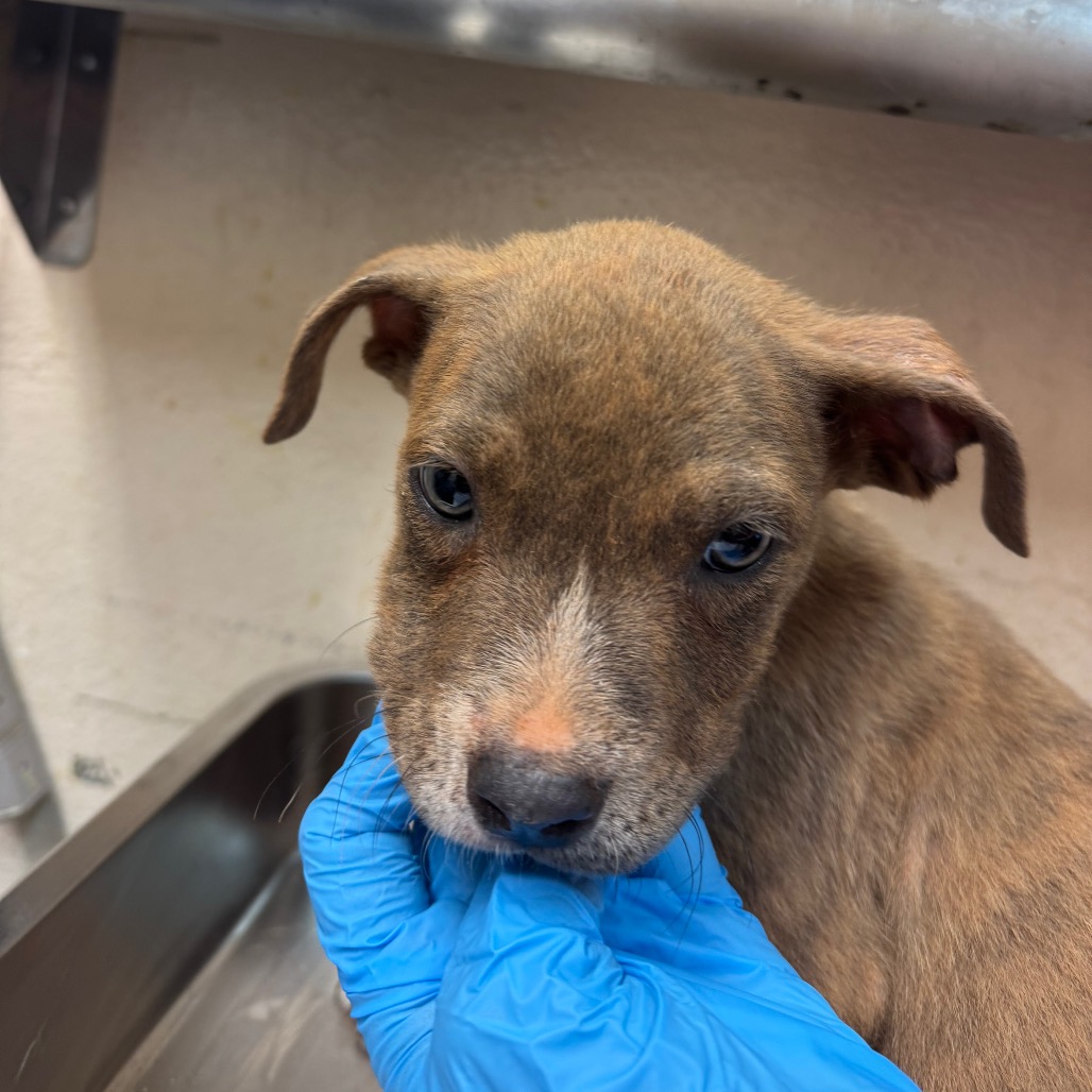 SaveBhamDogs's tweet photo. Bobby has waited 2 days at GBHS's Snow Drive shelter in Birmingham. He's an about 2-month-old brindle and white pit bull terrier pup, 7.23 lbs, found in Birmingham, and now up for adoption.

Meet him: https://t.co/tjRvU1jg5r

#BirminghamDogs #AdoptDontShop https://t.co/k67mcJMPcp