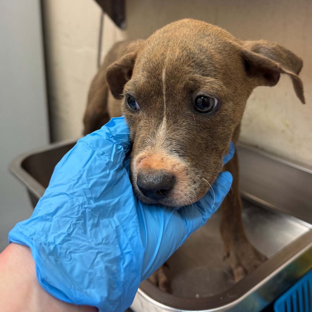SaveBhamDogs's tweet photo. Bernard has waited 2 days at GBHS's Snow Drive shelter in Birmingham. He's an about 2-month-old brindle and white pit bull terrier pup, 8.1 lbs, found in Birmingham, and now up for adoption.

Meet him: https://t.co/PAKZ2FrYap

#BirminghamDogs #AdoptDontShop https://t.co/3caO3RedDb