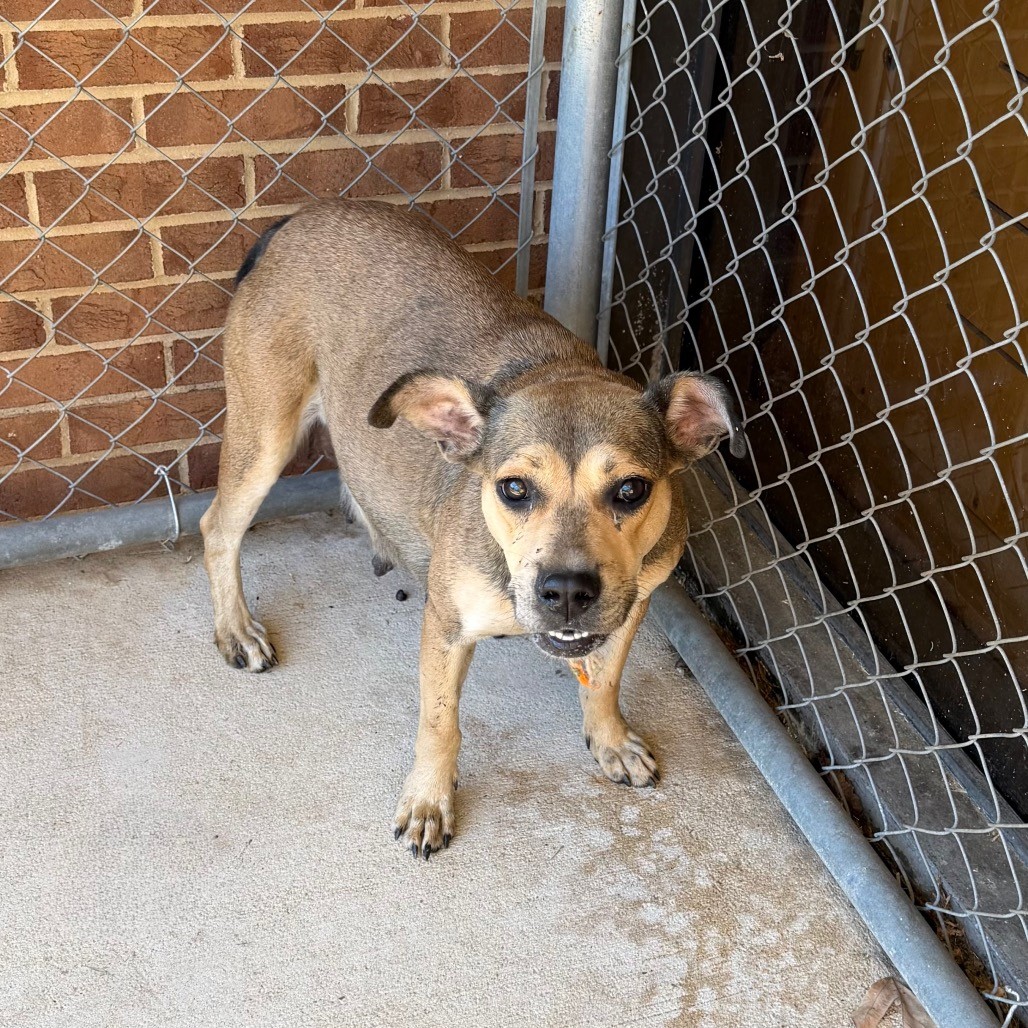SaveBhamDogs's tweet photo. 18 new today — Found in Birmingham area &amp; waiting at GBHS for their family: Honey (F, Center Point); Cierra (F, Birmingham); Jeepers (M, Birmingham); Melody (F, Warrior). Know them? Share! Lost pet info: https://t.co/llQzoDV5bn #Birmingham #LostDog https://t.co/C26ZzeKjGg