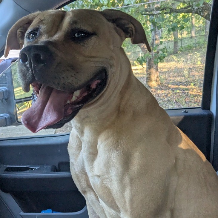 SaveBhamDogs's tweet photo. 18 new today — Found in Birmingham area &amp; waiting at GBHS for their family: Honey (F, Center Point); Cierra (F, Birmingham); Jeepers (M, Birmingham); Melody (F, Warrior). Know them? Share! Lost pet info: https://t.co/llQzoDV5bn #Birmingham #LostDog https://t.co/C26ZzeKjGg