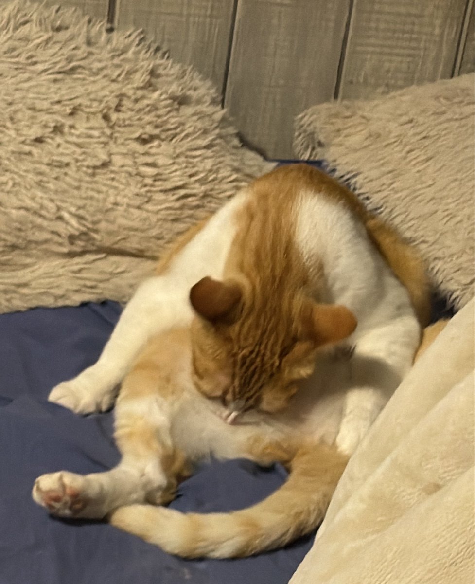 gojoraw's tweet photo. llegar a tu casa y q tu gata obesa este siendo una gata obesa hay q generarle un tca https://t.co/jKqXZDYmp9