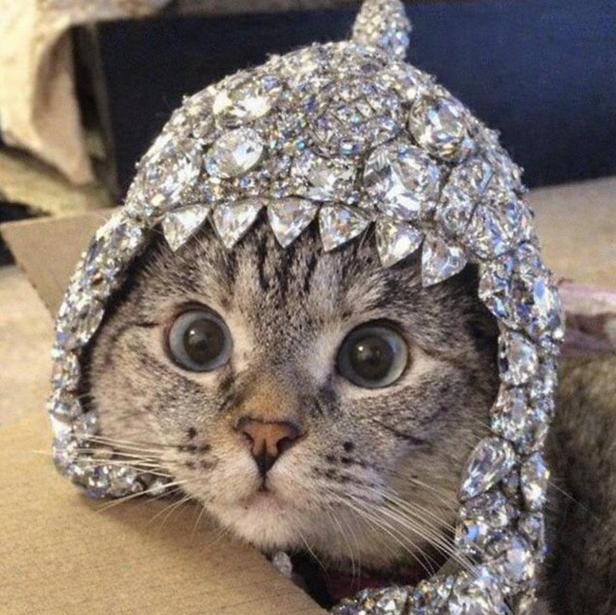 ttttribe71350's tweet photo. My diamond SharkCat https://t.co/Ljg96qB8GO