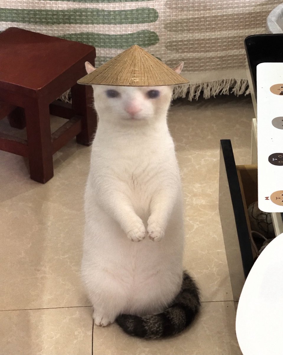 chinesecathat's tweet photo. cutie pics https://t.co/KtA7qlCYY9