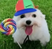 poorchud's tweet photo. @TitanHoloCS mine is "lil chud" named after his papa https://t.co/RGEOeWqcwM