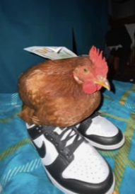 poorchud's tweet photo. @sendohCS maybe give him some drip and he will be as cool as mine https://t.co/3bWNZ3IQf7