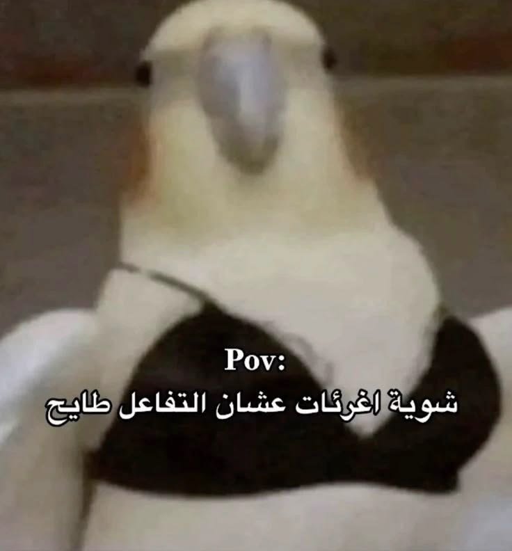 ladyyvelour's tweet photo. ااءاءاء https://t.co/dAFQMGc1US