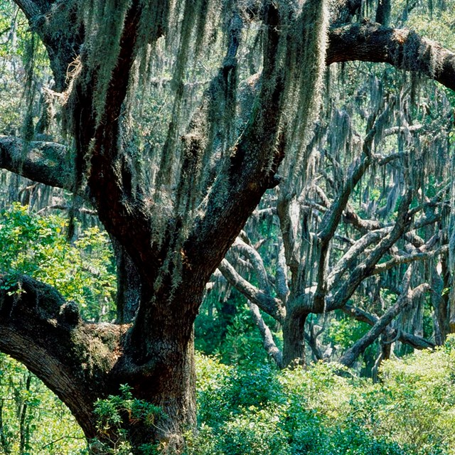EchoesofWarYT's tweet photo. "Her sides are made of iron!" a sailor shouted as British cannonballs bounced off the USS Constitution in 1812. They weren't. They were made of Georgia live oak, and getting that wood nearly killed the men who cut it.

When Congress ordered six new frigates built in 1794, designer Joshua Humphreys wanted them bigger and tougher than any frigate in the world. That meant one tree: the southern live oak.

Live oak is a strange tree. It doesn't grow tall and straight. It grows low and wide, with massive limbs that twist out sideways. That's exactly what shipbuilders wanted. A warship's skeleton is full of curves, the ribs and the braces that hold the decks to the hull. Cut those curves from straight lumber and you slice across the grain and weaken the wood. With live oak, you could find a limb that had already grown into the shape you needed, grain and all. It's also one of the densest, hardest, most rot-resistant woods in North America.

The best stands were on the Georgia coast. So starting in 1794, the government sent crews of New England axmen and shipwrights to St. Simons Island to cut it.

It was brutal. The trees grew in swampy coastal ground. The heat was crushing, it rained constantly, and the mosquitoes carried fever. Men got sick by the dozen and some died. The work fell far behind schedule.

And they couldn't just cut any tree. Shipwrights went into the woods carrying wooden patterns, templates of each rib and brace in the ship, and searched tree by tree for limbs that matched the shapes. The rough timbers were hacked out, hauled to the water, and shipped north to Boston.

There, they were combined with white oak from New England for the keel and planking, and tall white pine for the masts. The finished hull was around two feet thick at the waterline, with live oak ribs packed close together. She launched on Oct 21, 1797.

Fifteen years later, in August 1812, she fought the British frigate HMS Guerriere off Nova Scotia. Sailors watched enemy shot hit her side and drop into the sea. She tore the Guerriere apart in about half an hour, and she's been Old Ironsides ever since.

The Navy understood what it had. In 1828 it set aside a live oak forest near Pensacola, Florida, as a timber reserve for future warships, often called the first federal tree farm. And in 1976 it set aside a grove of white oaks in southern Indiana, named Constitution Grove, for one purpose: repairing her.

She's still afloat in Boston today, the oldest commissioned warship in the world still able to sail. Not because of iron. Because of trees.