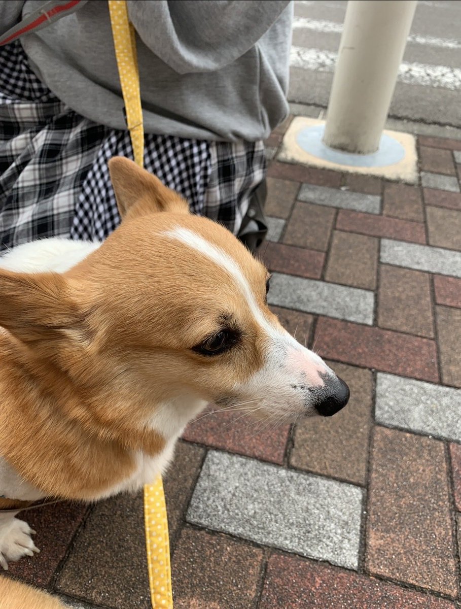 kibi_aoi's tweet photo. (保護犬時代)
初めましての日

(トライアル終了)
うちの子になった日

#コーギー #コーギーのいる暮らし https://t.co/71s84613kb