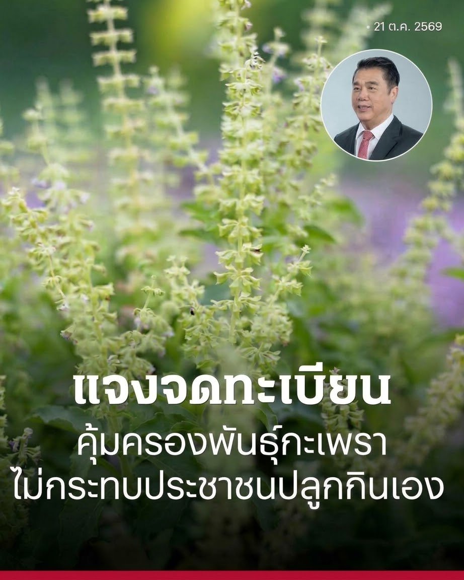 AAFunny55's tweet photo. * ปลูกกินเองได้ปกติ: ประชาชนทั่วไปยังคงสามารถปลูกกะเพราเพื่อบริโภคในครัวเรือนหรือใช้ประโยชน์ส่วนตัวได้ตามปกติ โดยไม่ถือเป็นการละเมิดสิทธิ์และไม่ได้รับผลกระทบใดๆ

 * ห้ามขยายพันธุ์เพื่อการค้า: การคุ้มครองพันธุ์พืชตามกฎหมายจะคุ้มครองเฉพาะสายพันธุ์ที่ได้รับการจดทะเบียนเท่านั้น ห้ามนำสายพันธุ์ดังกล่าวไปขยายพันธุ์ ทำการค้า หรือจำหน่ายในเชิงพาณิชย์โดยไม่ได้รับอนุญาตจากเจ้าของสิทธิ์