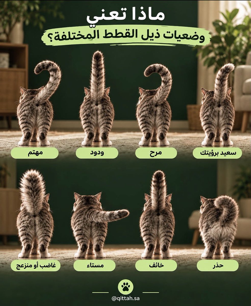 gorgeous4ew's tweet photo. للفائدة…

ماذا تعني وضعيات ذيل القطط المختلفة؟ https://t.co/dgTEMp2p5L