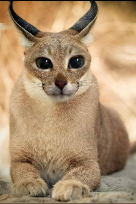Kaxi3D's tweet photo. i was inspired to make my own 
caracal mei https://t.co/bJDvzXAUBZ