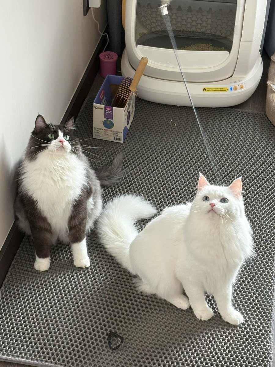 yep0525's tweet photo. 老大 如果我会做饭 会养猫 会健身 会玩游戏 会不会遇到一位对我eve的天使女孩 我会给她买衣服 买皮肤 发红包 送礼物 我只有一个要求 我要36d https://t.co/eu31qTyDJB