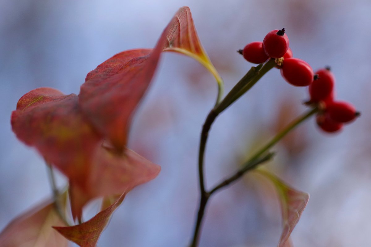 toshiyuki555's tweet photo. 北風吹く日
A Day When the North Wind Blows
#Flickr > https://t.co/KfXfXsubm2

#PENTAX K-1 Mark II
#RICOH HD PENTAX-DFA MACRO 1:2.8 100mm ED AW

#PHOTO #DP261022
#植物 #植物の写真
#ハナミズキ https://t.co/bl5KrLk3t6