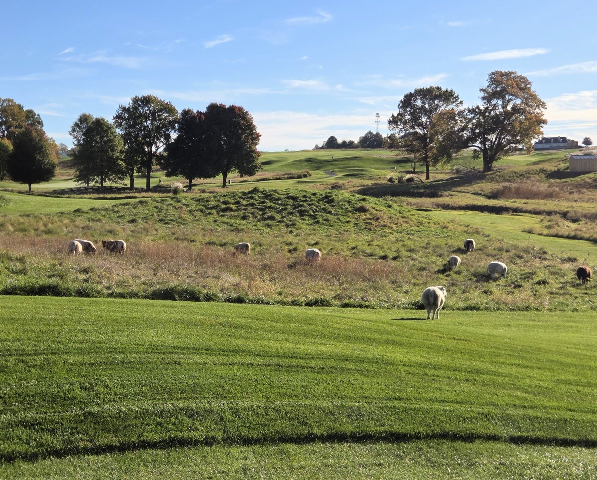 FromTheProShop's tweet photo. Good day for sheep, better day for golfers. https://t.co/sYUT7WvFq7 #HiddenGem https://t.co/21gJwCWwBw