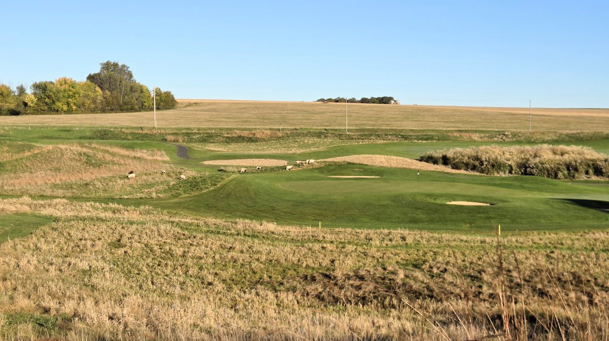 FromTheProShop's tweet photo. Good day for sheep, better day for golfers. https://t.co/sYUT7WvFq7 #HiddenGem https://t.co/21gJwCWwBw