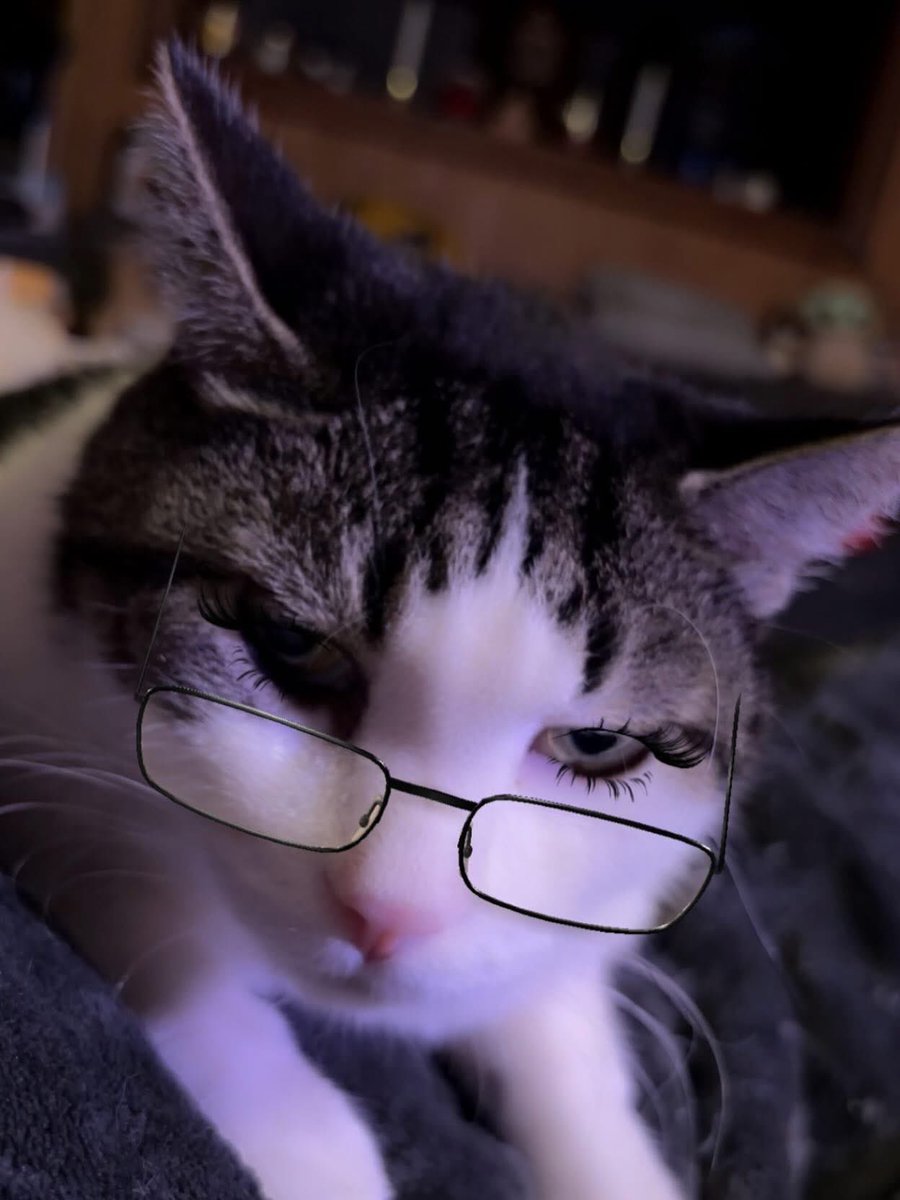 shellyshell2u's tweet photo. Curly 😺 #catselfie #cats_of_instagram #catsofinstagram #catstagram #cats_of_world #catsoftheday #instacat #catsofig #catsoftwitter #catsofbluesky #cat #cats #snapchat #curlythecat #whiskerwednesday https://t.co/fgikLnxa6o