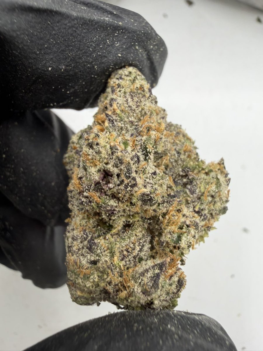 ExoticZaUS's tweet photo. 🔵💥 BLUE WARHEADZ 💥🔵

A standout name on the menu with tiered pricing for different quantities. 💎 Check out the price breakdown below and choose the option that fits your needs.

📦 PRICE MENU
💰 1P — $1,350
💰 5P — $1,300 each
💰 10P — $1,250 each
💰 25P — $1,200 each https://t.co/lWzN4Fmv1N